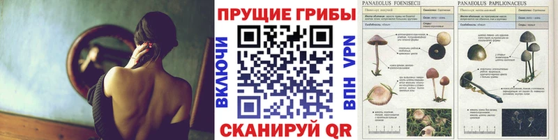 Псилоцибиновые грибы прущие грибы Чишмы